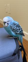 Found/Stray Unknown Bird last seen Next to John Hinkel Park, Berkeley, CA 94707