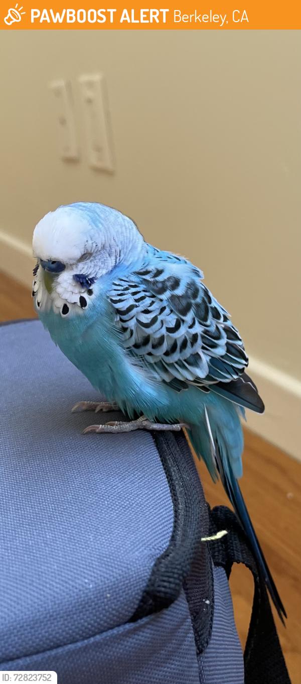 Found/Stray Unknown Bird last seen Next to John Hinkel Park, Berkeley, CA 94707