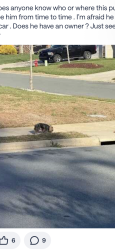 Lost Male Dog last seen Championship Dr, Whitsett, NC 27377