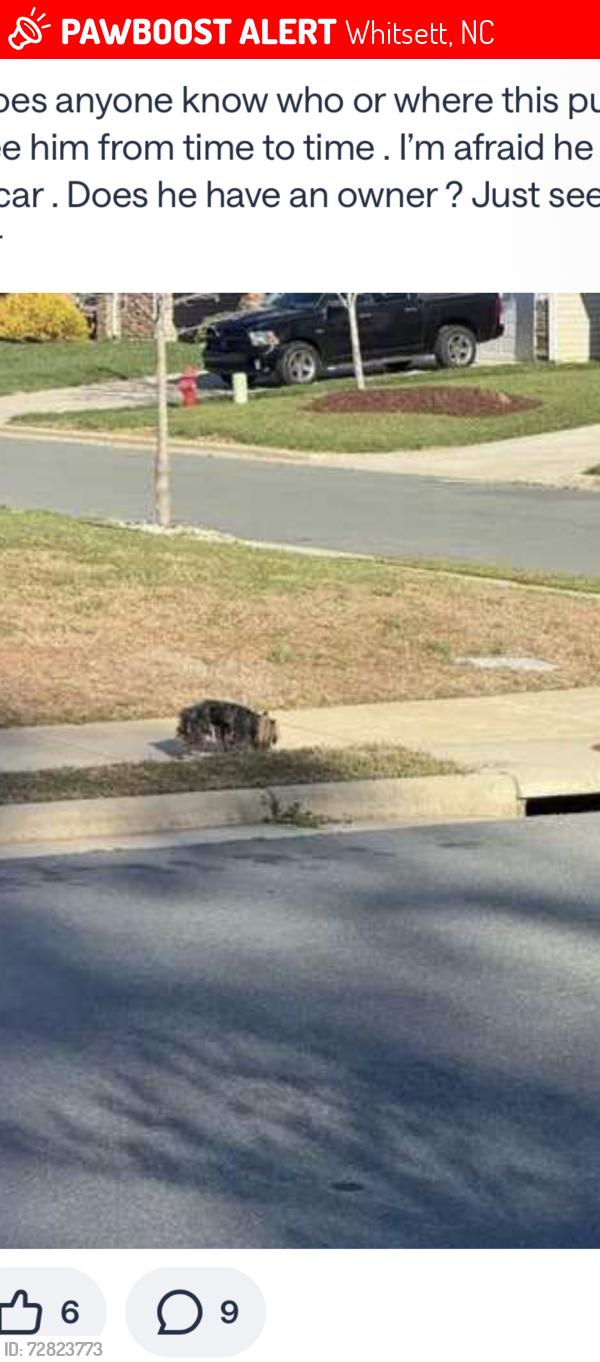 Lost Male Dog last seen Championship Dr, Whitsett, NC 27377