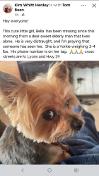 Lost Female Dog last seen Tom Bean , Tom Bean, TX 75489