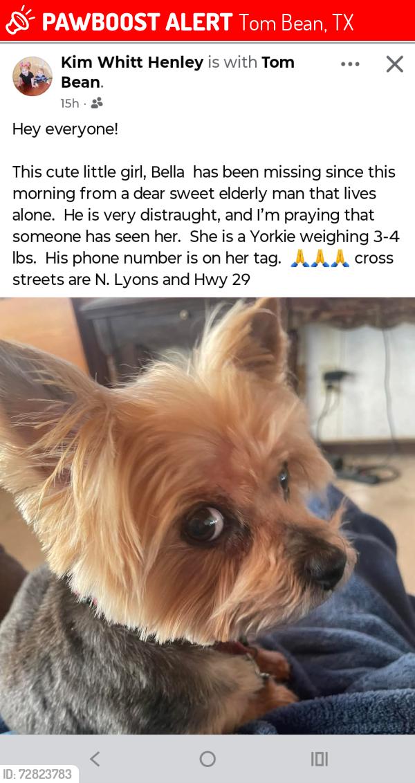 Lost Female Dog last seen Tom Bean , Tom Bean, TX 75489