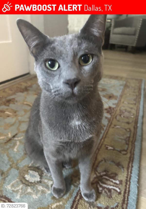 Lost Male Cat last seen Preston and Frankford, Dallas, TX 75252