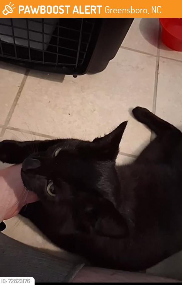Found/Stray Male Cat last seen Near Clifton Rd, Greensboro, NC 27407, Greensboro, NC 27407