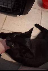 Found/Stray Male Cat last seen Near Clifton Rd, Greensboro, NC 27407, Greensboro, NC 27407