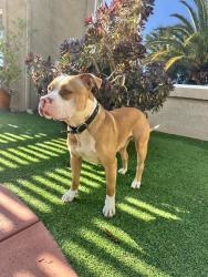 Found/Stray Male Dog last seen 55th W ave N, Palmdale, CA 93551