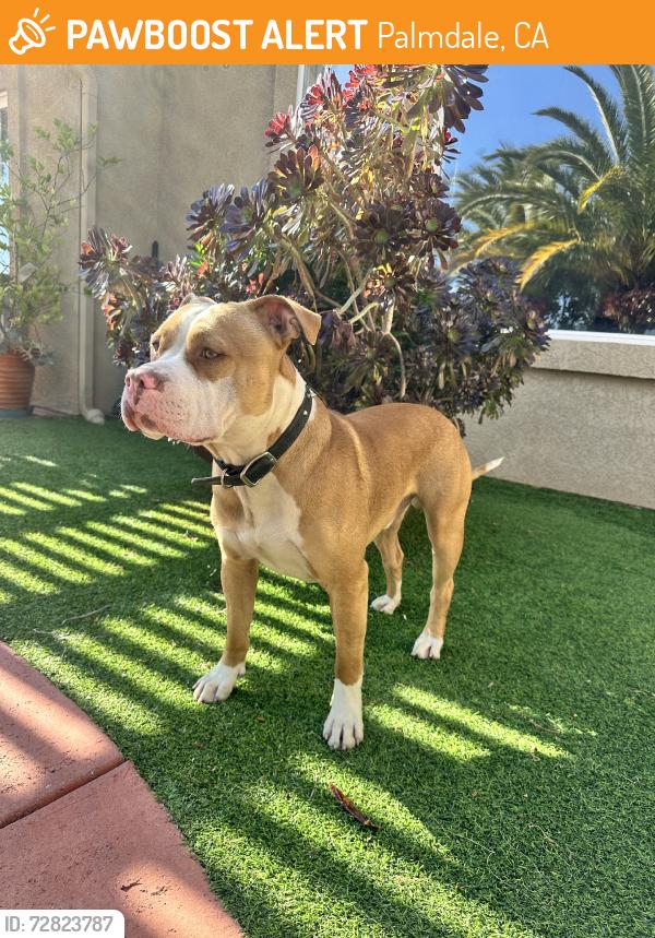 Found/Stray Male Dog last seen 55th W ave N, Palmdale, CA 93551