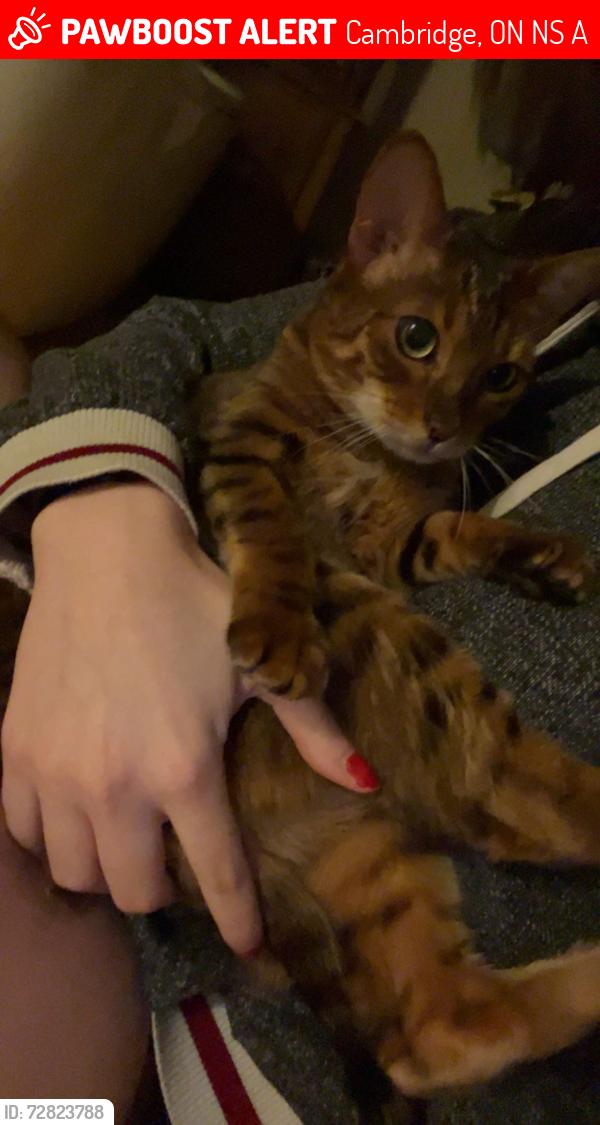 Lost Female Cat last seen Stanley st, Cambridge, ON N1S 2A6