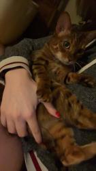Lost Female Cat last seen Stanley st, Cambridge, ON N1S 2A6