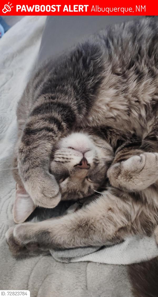 Lost Male Cat last seen Cielo Alameda apmts , Albuquerque, NM 87113