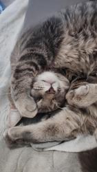 Lost Male Cat last seen Cielo Alameda apmts , Albuquerque, NM 87113