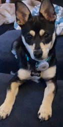 Lost Male Dog last seen Between Johnson Ln - Eldon Ln off of Brookhaven Rd Morgantown WV , Brookhaven, WV 26508