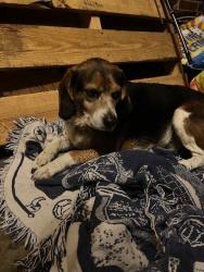 Found/Stray Male Dog last seen Bates St and Arendes, St. Louis, MO 63116