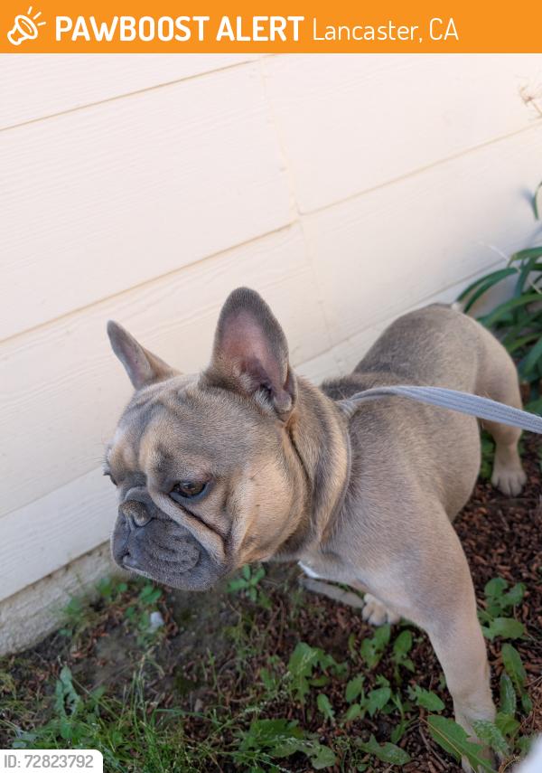 Found/Stray Male Dog last seen Foxtail, Lancaster, CA 93534