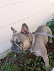 Found/Stray Male Dog last seen Foxtail, Lancaster, CA 93534