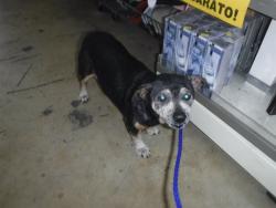 Shelter Stray Female Dog last seen Near BLOCK W 23RD ST, Doral, FL 33122