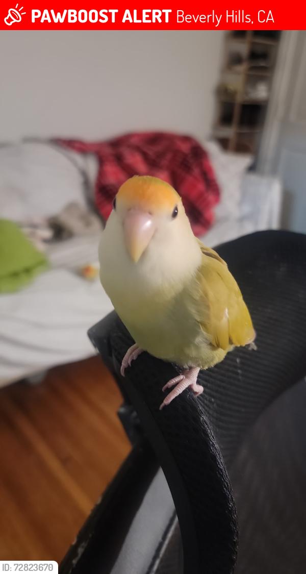 Lost Female Bird last seen Near N Crescent Dr, Beverly Hills, CA 90210