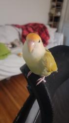 Lost Female Bird last seen Near N Crescent Dr, Beverly Hills, CA 90210