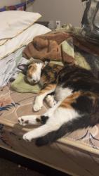 Lost Female Cat last seen apmt 1111, Corpus Christi, TX 78414