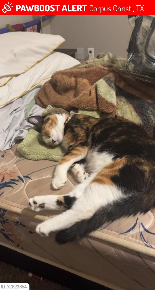 Lost Female Cat last seen apmt 1111, Corpus Christi, TX 78414