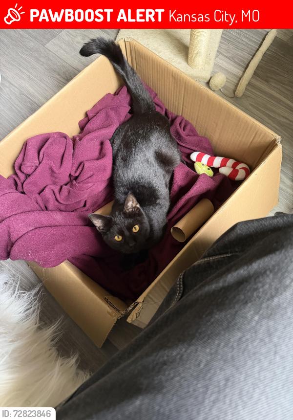 Lost Male Cat last seen Hillcrest apmts , Kansas City, MO 64132