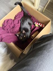 Lost Male Cat last seen Hillcrest apmts , Kansas City, MO 64132