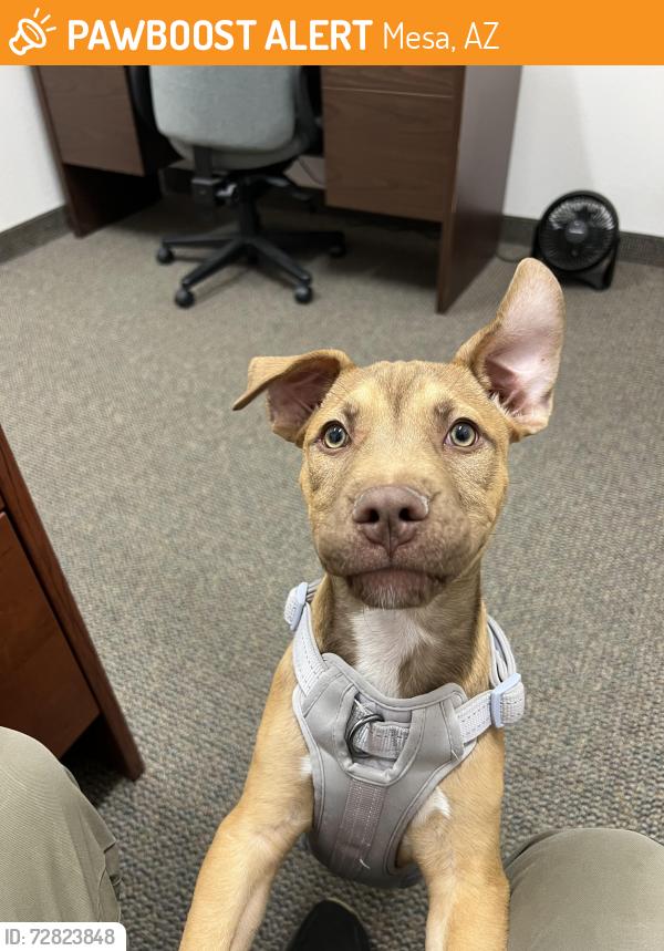 Found/Stray Female Dog last seen Williams and Broadway, Mesa, AZ 85204