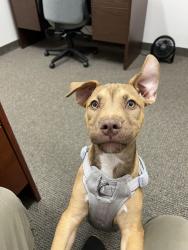 Found/Stray Female Dog last seen Williams and Broadway, Mesa, AZ 85204