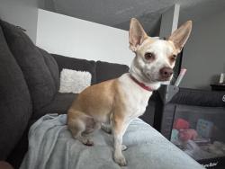Lost Male Dog last seen Lamson st, Jacksonville, FL 32211