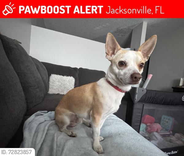 Lost Male Dog last seen Lamson st, Jacksonville, FL 32211