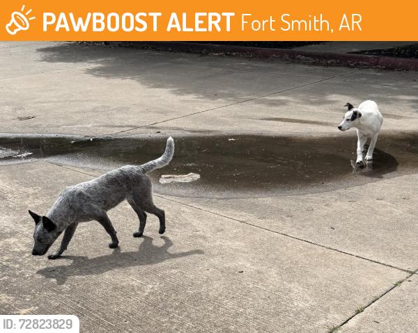 Found/Stray Unknown Dog last seen Kinkead Ave. and N 49th St., Fort Smith, AR 72903