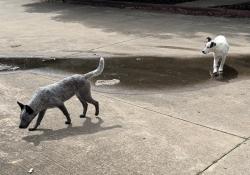 Found/Stray Unknown Dog last seen Kinkead Ave. and N 49th St., Fort Smith, AR 72903