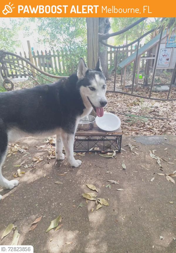 Found/Stray Male Dog last seen Carroll Court Melbourne , Melbourne, FL 32901