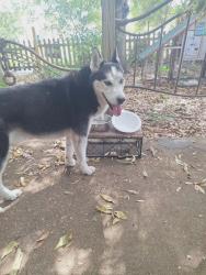 Found/Stray Male Dog last seen Carroll Court Melbourne , Melbourne, FL 32901