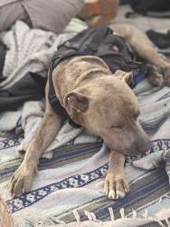 Lost Male Dog last seen Washington and Main st. , Las Vegas, NV 89101