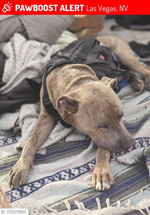 Lost Male Dog last seen Washington and Main st. , Las Vegas, NV 89101