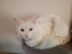 Lost Male Cat last seen Housing offfice, YSLETA SUR, TX 79907