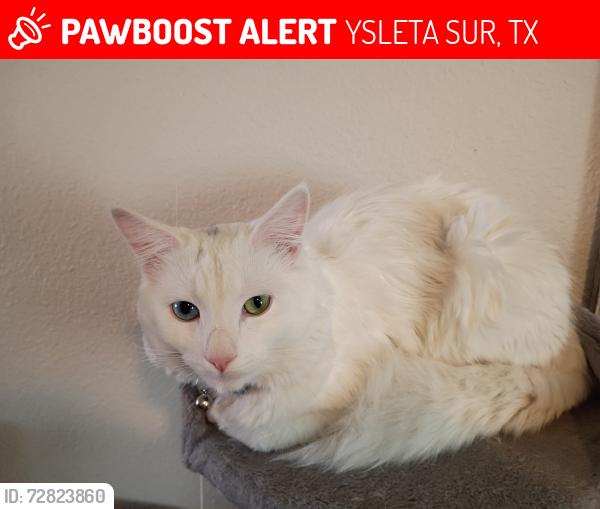 Lost Male Cat last seen Housing offfice, YSLETA SUR, TX 79907