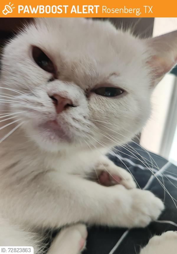 Found/Stray Unknown Cat last seen Debbie ct, Rosenberg, TX 77471