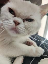 Found/Stray Unknown Cat last seen Debbie ct, Rosenberg, TX 77471