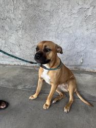 Found/Stray Female Dog last seen Fontana near Catawba Ave and Dianthus St, Fontana, CA 92335