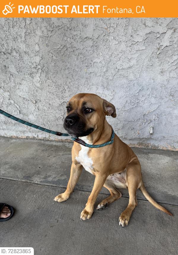 Found/Stray Female Dog last seen Fontana near Catawba Ave and Dianthus St, Fontana, CA 92335