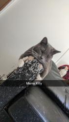 Lost Female Cat last seen Hitchingpost Dr, wooded area, Gibsonville, NC 27249