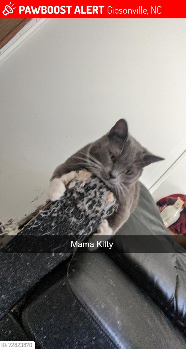 Lost Female Cat last seen Hitchingpost Dr, wooded area, Gibsonville, NC 27249