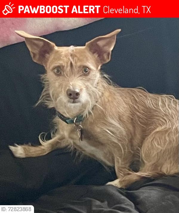 Lost Male Dog last seen Jordan River Road, Cleveland, TX 77327