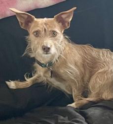 Lost Male Dog last seen Jordan River Road, Cleveland, TX 77327