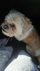 Found/Stray Unknown Dog last seen Near w Campbell Ave , Phoenix, AZ 85033