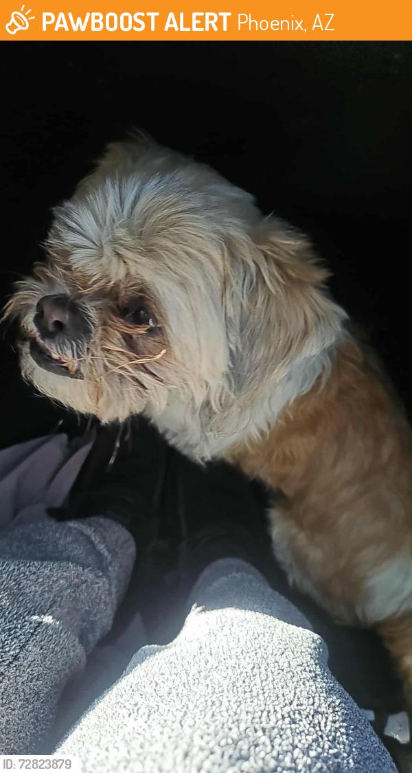 Found/Stray Unknown Dog last seen Near w Campbell Ave , Phoenix, AZ 85033