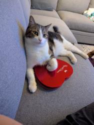 Lost Male Cat last seen El Cerrito and Westmont, Riverside, CA 92507
