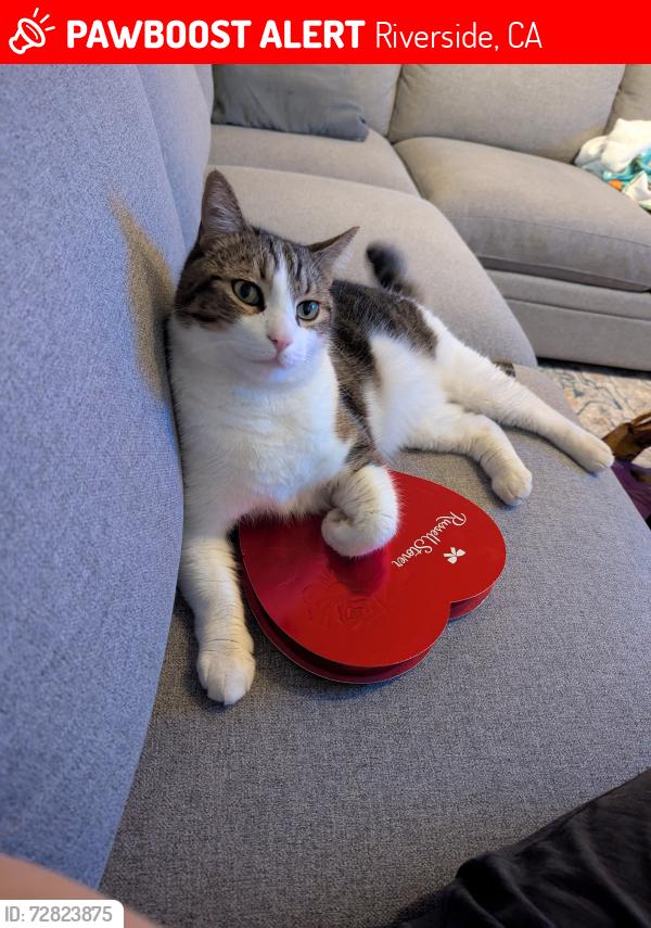 Lost Male Cat last seen El Cerrito and Westmont, Riverside, CA 92507